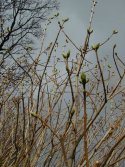 Leaf Buds