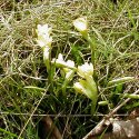 Mini-daffodils 1