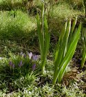 Purple Croci