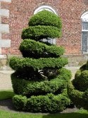 Spiral Topiary